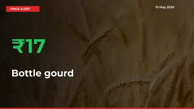 Bottle gourd Prices Rise 16.92% in a Day at Major Mandis