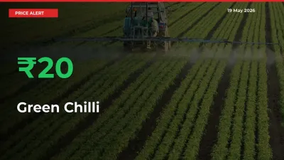 Sharp Jump! Green Chilli Prices Climb 20.45% in 24 Hours at Key Mandis