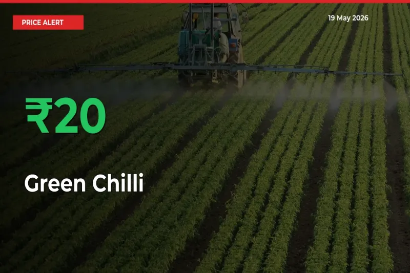 Sharp Jump! Green Chilli Prices Climb 20.45% in 24 Hours at Key Mandis