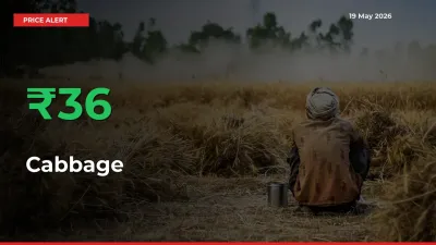 Cabbage Mandi Rate Today: Prices Jump 35.54% at Market