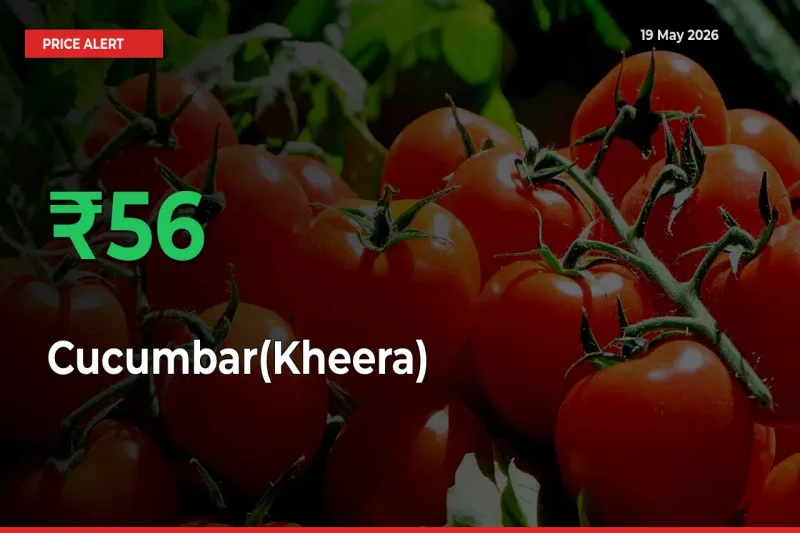 Cucumbar(Kheera) Prices Rise 56.45% in a Day at Major Mandis