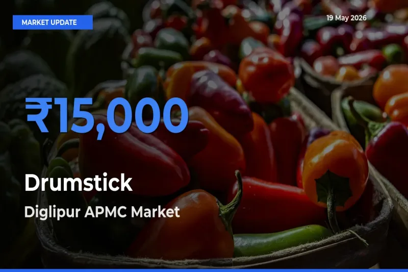 Diglipur APMC Leads as Top Mandi for Drumstick Prices