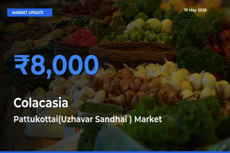Colacasia Mandi Rate Today: Pattukottai(Uzhavar Sandhai ) Tops the List