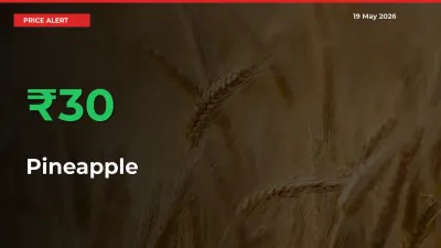 Pineapple Rises 30.26% at Mandis