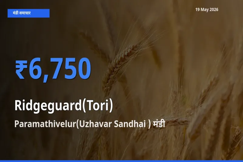 Paramathivelur(Uzhavar Sandhai ) मंडी में आज तोरई के सबसे ऊँचे दाम दर्ज