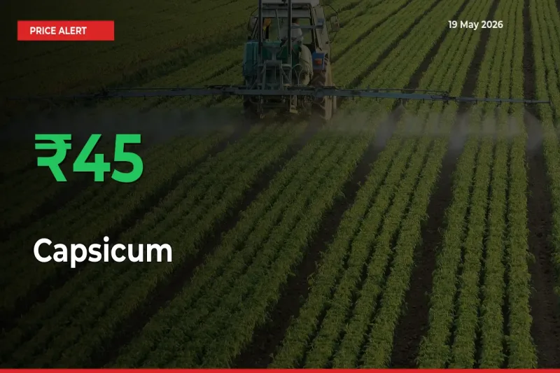44.61% Spike in Capsicum Prices – Mandi Sees Sudden Rally