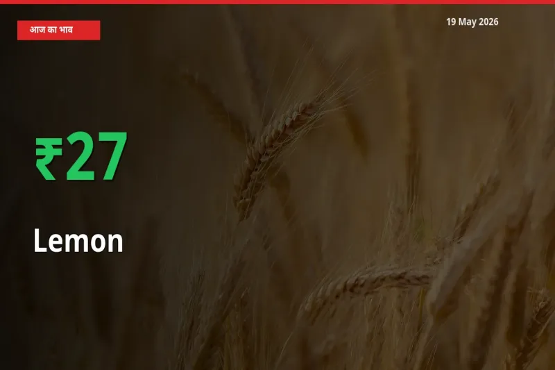 तेज़ तेजी! मंडी में नींबू के दाम 27.49% चढ़े
