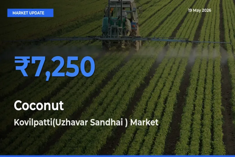 Kovilpatti(Uzhavar Sandhai ) Emerges as Top Mandi for Coconut Prices Today
