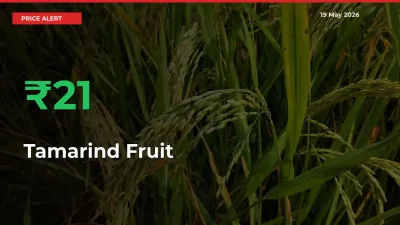 Sharp Jump! Tamarind Fruit Prices Climb 20.61% in 24 Hours at Key Mandis