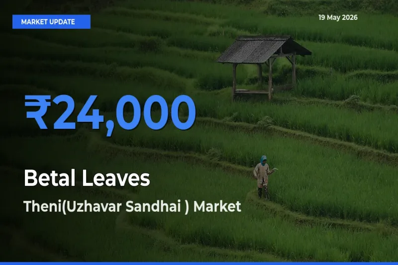 Theni(Uzhavar Sandhai ) Leads as Top Mandi for Betal Leaves Prices