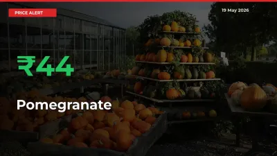 44.08% Spike in Pomegranate Prices – Mandi Sees Sudden Rally