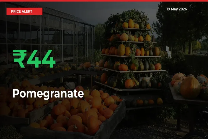 44.08% Spike in Pomegranate Prices – Mandi Sees Sudden Rally