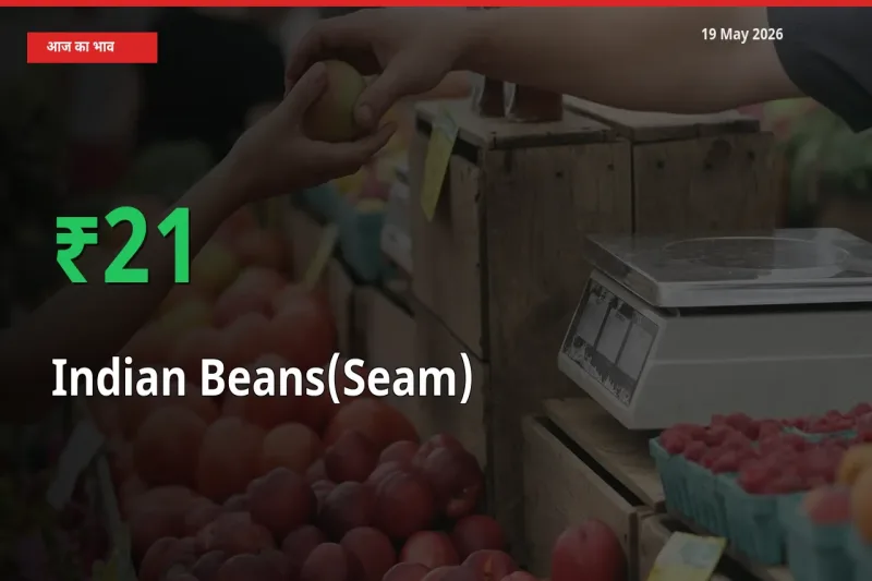 सेम (देशी) 21.05% उछला, मंडी