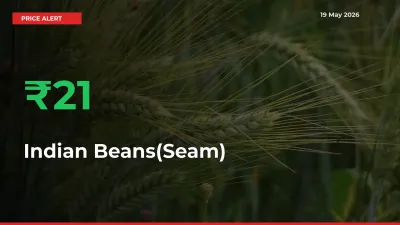 Why Indian Beans(Seam) Prices Rose 21.05% in a Day at Mandis