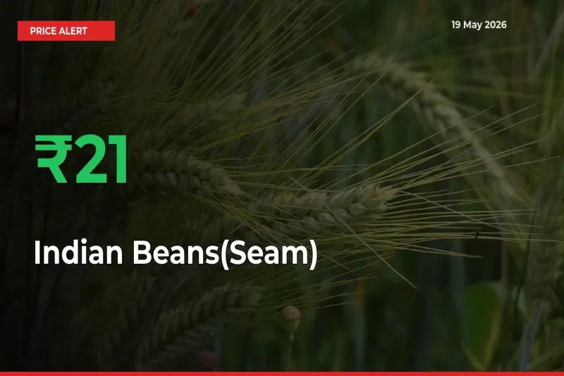 Why Indian Beans(Seam) Prices Rose 21.05% in a Day at Mandis
