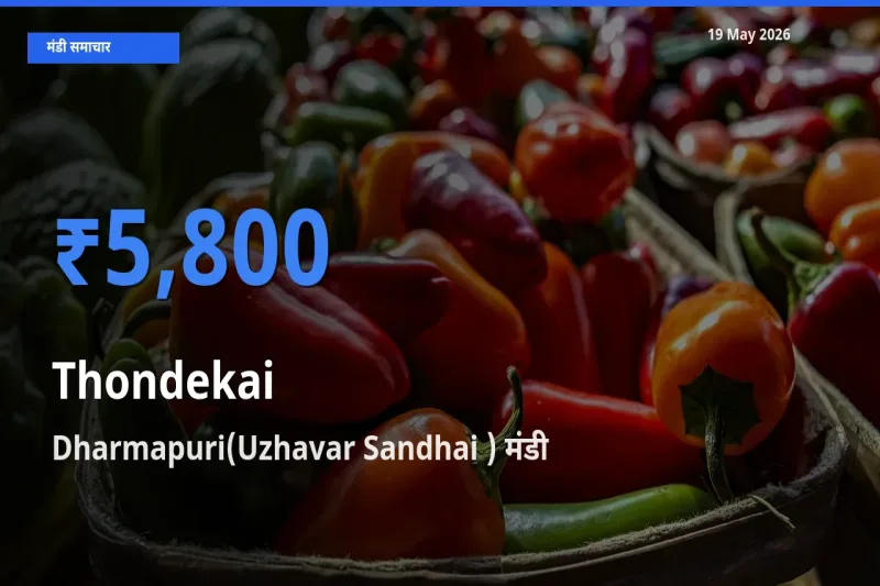 Dharmapuri(Uzhavar Sandhai ) में कुंदरू का आज सबसे ऊँचा भाव