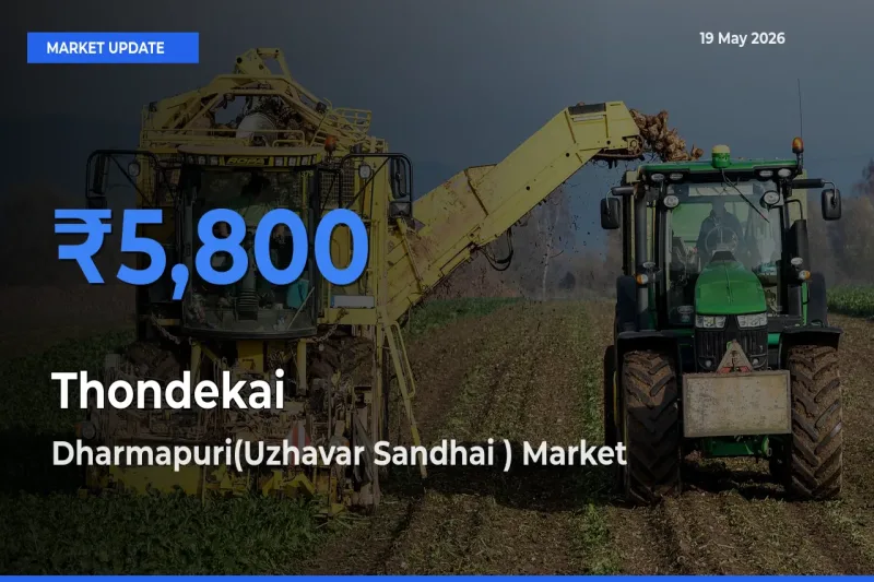Dharmapuri(Uzhavar Sandhai ) Leads as Top Mandi for Thondekai Prices