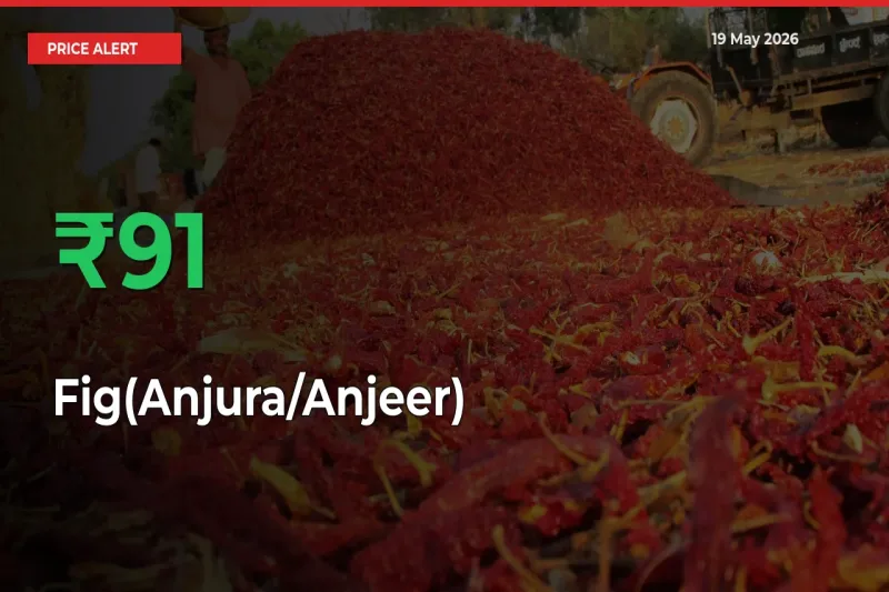 Farmers Cheer as Fig(Anjura/Anjeer) Prices Surge 91.11% in Local Mandis