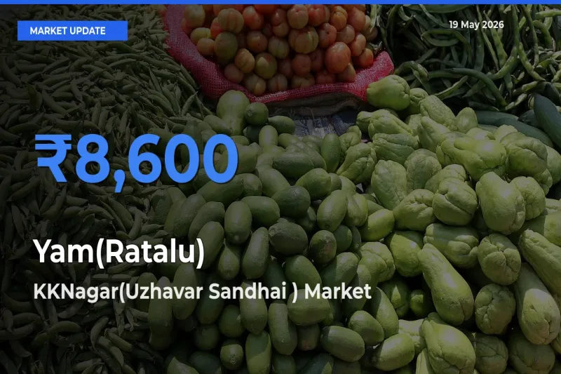 KKNagar(Uzhavar Sandhai ) Offers ₹8,600 – Highest Yam(Ratalu) Rate Today