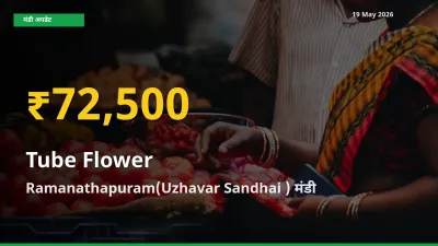 19 May अपडेट: Ramanathapuram(Uzhavar Sandhai ) में रजनीगंधा के दाम रिकॉर्ड स्तर पर