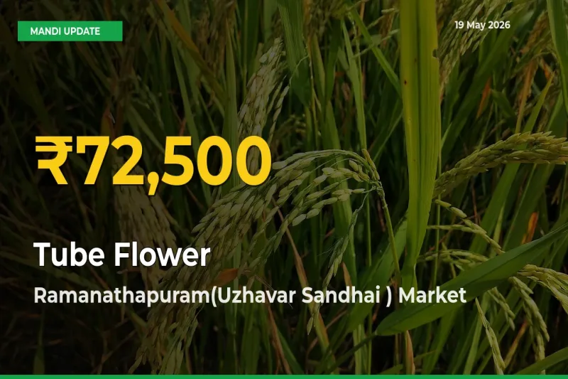 Tube Flower Mandi Rate Surges Today in Ramanathapuram(Uzhavar Sandhai ) – Highest Level in 30 Days