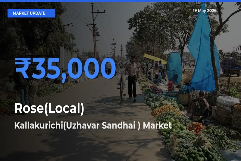Top Performer! Kallakurichi(Uzhavar Sandhai ) Offers Best Rose(Local) Price Today