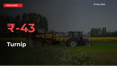 Turnip Prices Drop 43.49% – May 19 Market Update from Mandis