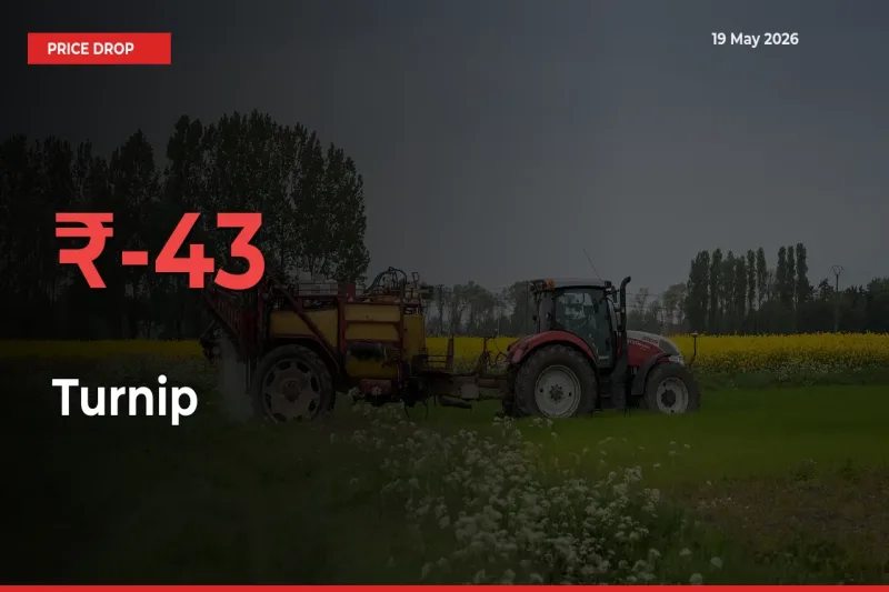 Turnip Prices Drop 43.49% – May 19 Market Update from Mandis