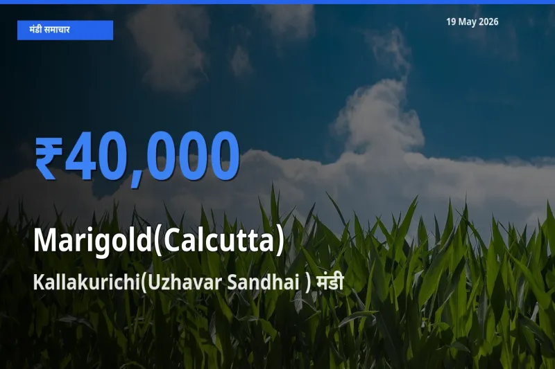 Kallakurichi(Uzhavar Sandhai ) में गेंदा (कलकत्ता) का आज सबसे ऊँचा भाव