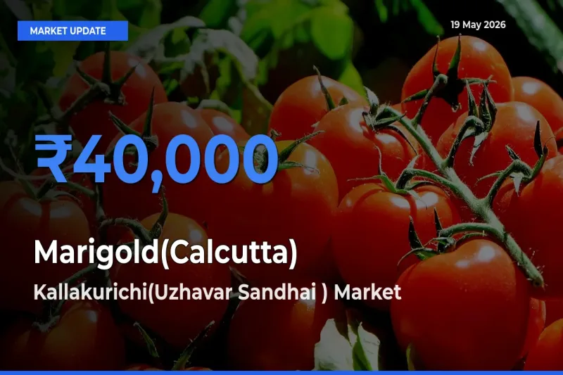 Kallakurichi(Uzhavar Sandhai ) Records Highest ₹40,000 Rate for Marigold(Calcutta)