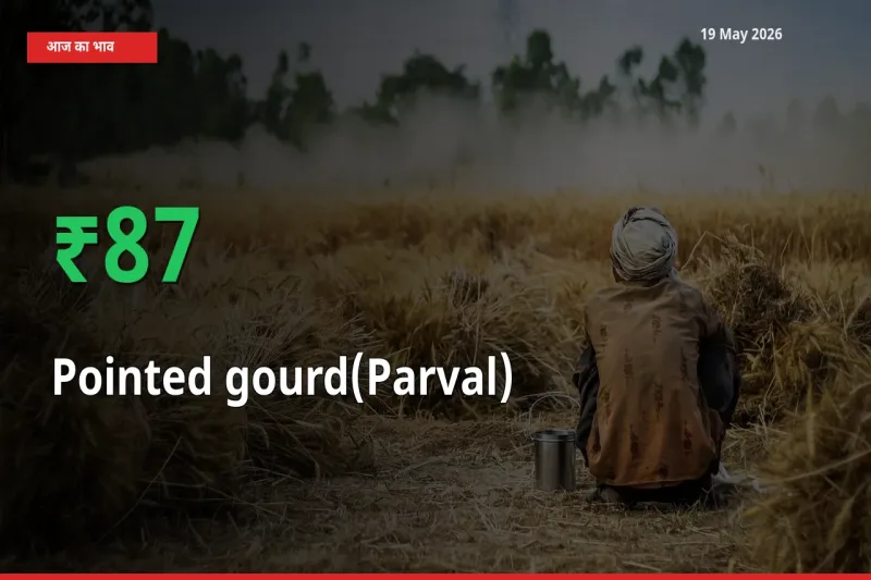 किसानों के लिए खुशखबरी! स्थानीय मंडी में परवल 87.15% उछला