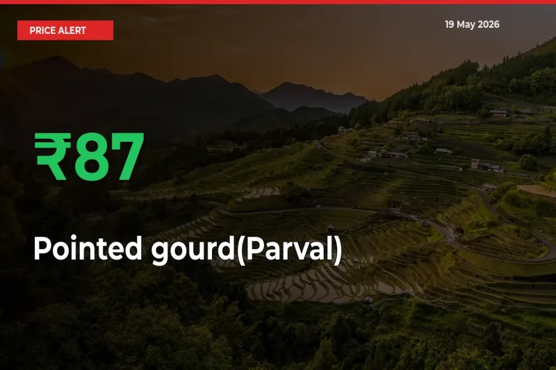 87.15% Spike in Pointed gourd(Parval) Prices – Mandi Sees Sudden Rally