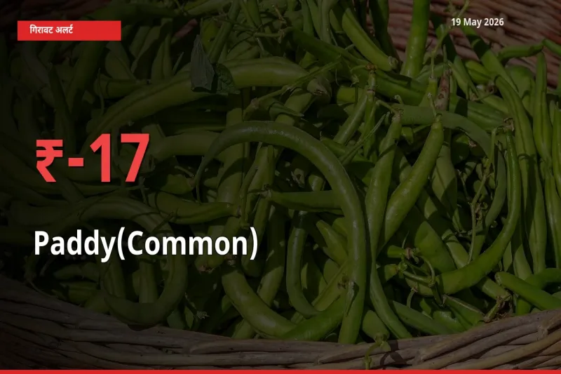 स्थानीय मंडी में धान (सामान्य) के दाम अचानक 16.52% गिरे, किसानों की चिंता बढ़ी