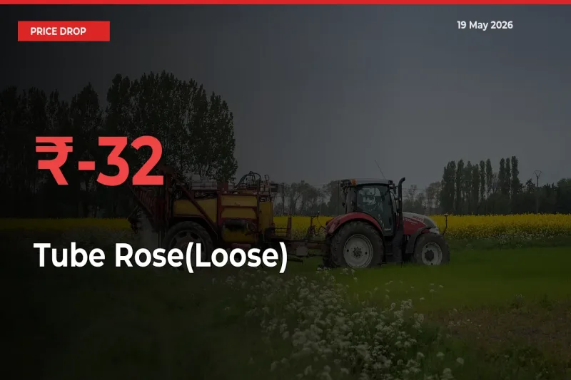 Farmers Alert as Tube Rose(Loose) Prices Slide 32.33% in Local Mandis