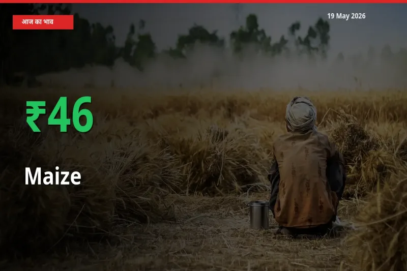 स्थानीय मंडी में मक्का के दाम अचानक 45.52% उछले, किसान सतर्क
