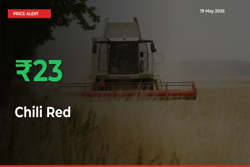 Sudden 22.59% Rally in Chili Red Prices Across Mandis