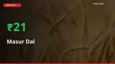 स्थानीय मंडी में मसूर दाल के दाम अचानक 21.42% उछले, किसान सतर्क