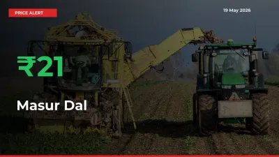 This Mandi Records 21.42% Jump in Masur Dal Prices