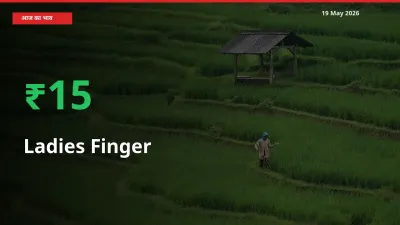 भिंडी 15.03% उछला, मंडी