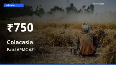 19 May अपडेट: अरबी के दाम 30 दिन के न्यूनतम स्तर पर, Patti APMC