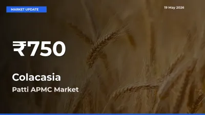 Colacasia Hits 30-Day Low in Patti APMC