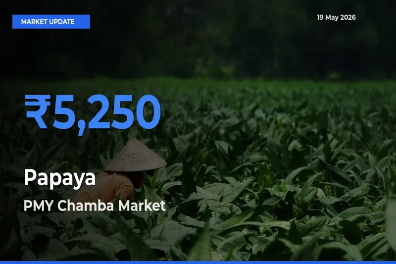 PMY Chamba Emerges as Top Mandi for Papaya Prices Today