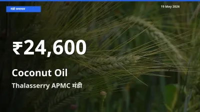 Thalasserry APMC में नारियल का तेल ₹24,600 पर गिरा – 30 दिन का न्यूनतम भाव