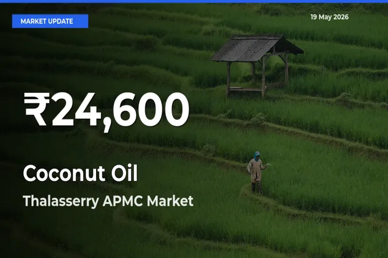 Coconut Oil Hits 30-Day Low in Thalasserry APMC