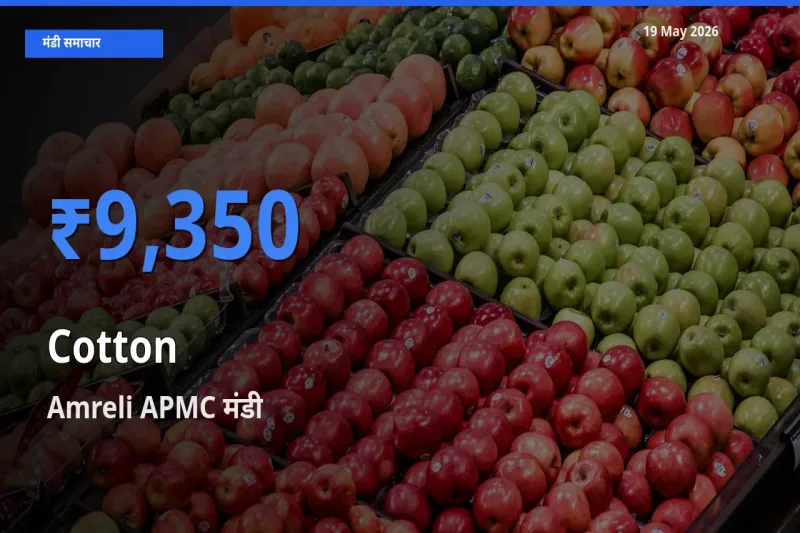 19 May अपडेट: कपास के सबसे ऊँचे दाम Amreli APMC मंडी में