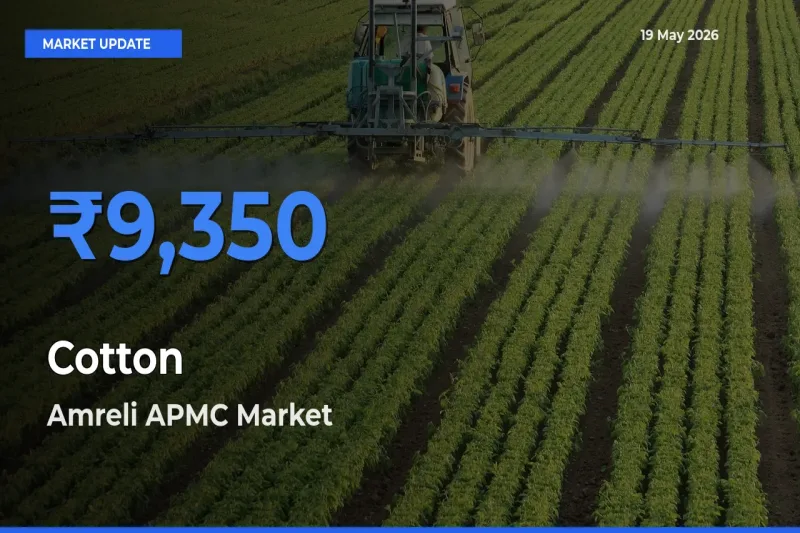Farmers Prefer Amreli APMC as Cotton Hits Highest Rate