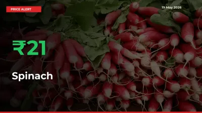Spinach Mandi Rate Today: Prices Jump 21.42% at Market