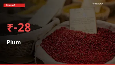 किसानों की चिंता बढ़ी! स्थानीय मंडी में आलूबुखारा 28.19% गिरा