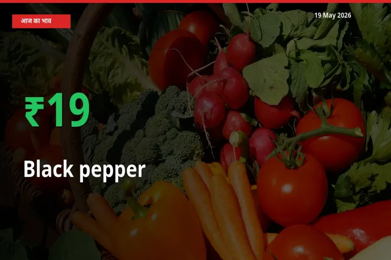 तेज़ तेजी! मंडी में काली मिर्च के दाम 19.09% चढ़े