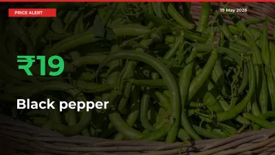 This Mandi Records 19.09% Jump in Black pepper Prices